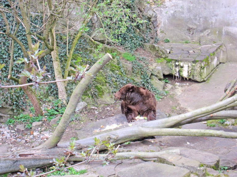Bears at Český Krumlov Castle, Czech Republic